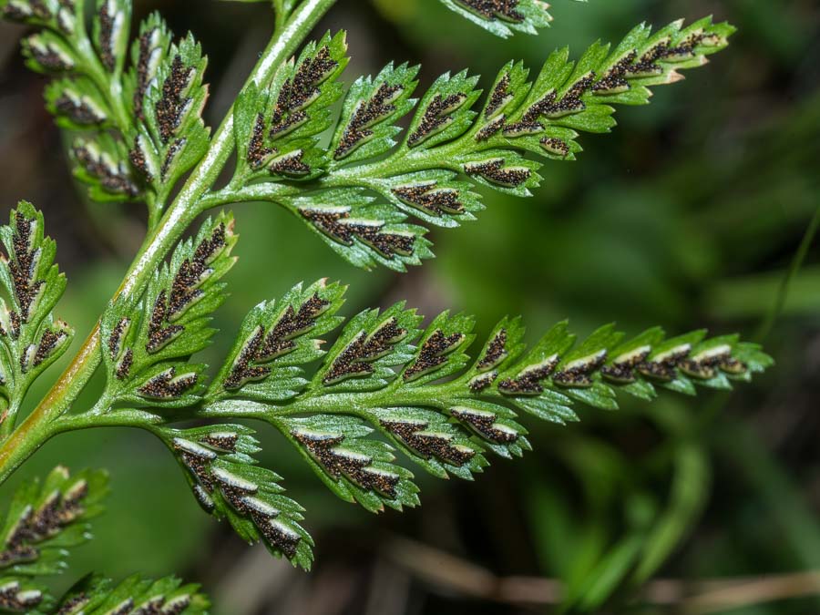 Asplenium